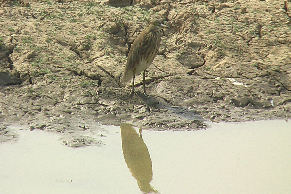 bird Jawi