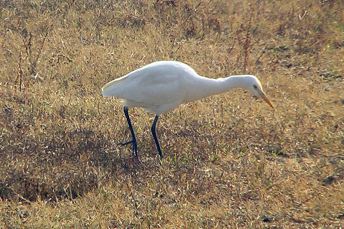 bird Jawi